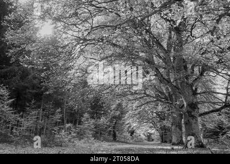 Vue sur les sentiers forestiers Allagnat (Ceyssat) en automne, Puy-de-Dôme, Auvergne, France Banque D'Images