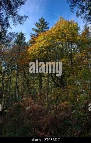 Vue sur les sentiers forestiers Allagnat (Ceyssat) en automne, Puy-de-Dôme, Auvergne, France Banque D'Images