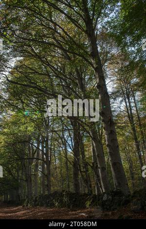 Vue sur les sentiers forestiers Allagnat (Ceyssat) en automne, Puy-de-Dôme, Auvergne, France Banque D'Images