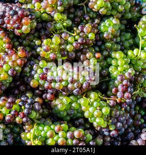 Grappes de raisins fraîchement cueillies sous le soleil de septembre Banque D'Images