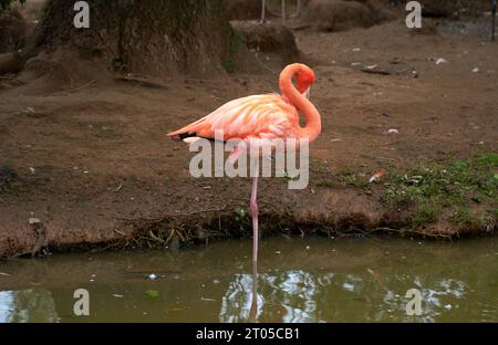 Flamingo solitaire debout sur une jambe Banque D'Images