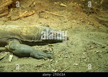 Grand lézard animal de compagnie sur un sol poussiéreux Banque D'Images