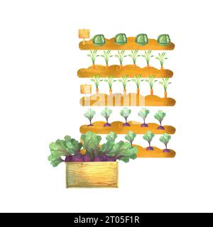 lit de jardin avec des betteraves de chou et des carottes dessinées à la main à l'aquarelle, illustration d'aquarelle isolée, légumes cultivés dans le jardin, récolte, bois Banque D'Images
