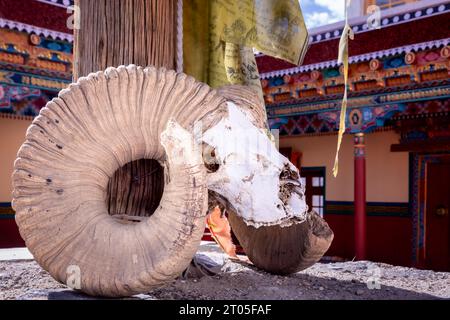 Crâne de chèvre dans un monastère bouddhiste, Ladakh, Inde Banque D'Images