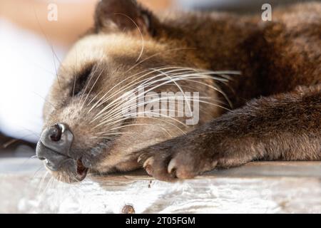 Un civet de palmier asiatique endormi (Paradoxurus hermaphroditus) à Bali Banque D'Images