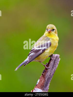 Goldfinch femelle vue de côté rapprochée perchée sur une branche avec un fond vert dans son environnement et son habitat. American Goldfinch. Banque D'Images