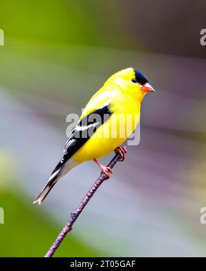 Goldfinch mâle gros plan vue latérale perché sur une brindille avec un fond coloré dans son environnement et son habitat environnant. American Goldfinch. Banque D'Images