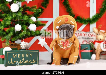 Bulldog français noir portant un costume drôle de pain d'épice avec des bras entourés d'une décoration de Noël festive Banque D'Images