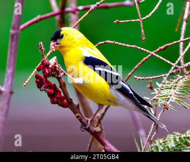 Goldfinch mâle gros plan vue latérale perché sur une plante de sumac en corne de cerf rouge avec un fond de forêt dans son environnement et son habitat. American Goldfinch. Banque D'Images