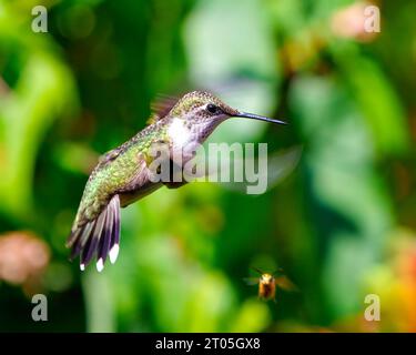 Vue rapprochée de Hummingbird volant avec des ailes ouvertes avec une abeille volant sous et affichant un plumage de plumes de couleur vert métallique, long bec, oeil. Banque D'Images