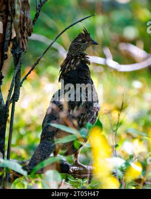 Les étançons mâles de Partridge de Grouse ruffés s'accouplent au plumage dans la forêt avec un fond forestier flou dans son environnement et son habitat avec un profil rapproché Banque D'Images