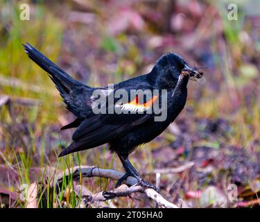 Mâle Blackbird à ailes rouges vue de côté rapprochée perché sur une branche dans la végétation des marais avec une libellule dans son bec dans son environnement et son habitat. Banque D'Images