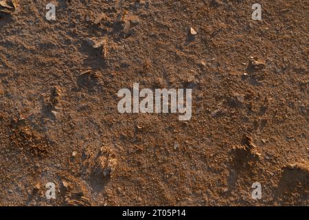 Le sol du désert et la texture de la pierre avec de petits morceaux de sel dans la lumière du soir. Banque D'Images