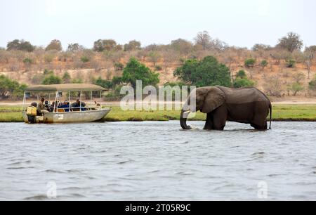 Les touristes dans un bateau observent les éléphants le long de la rivière Chobe dans le parc national de Chobe, au Botswana. Banque D'Images