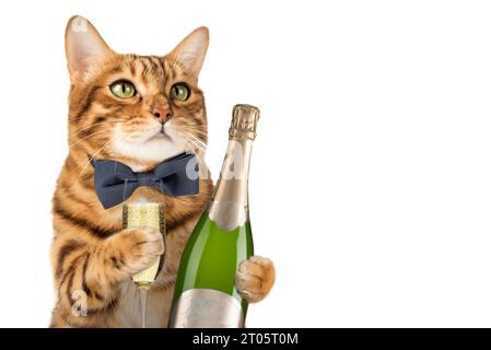 Chat heureux dans un noeud papillon tient une coupe de champagne sur un fond blanc. Chat avec une bouteille de champagne pour un anniversaire ou le nouvel an. Banque D'Images