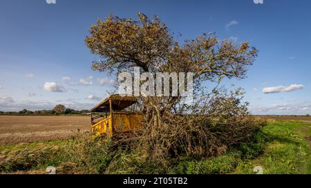 Image rapprochée d'un arbre poussant à travers un vieux tracteur agricole abandonné. Le tracteur se trouve dans une zone reculée et déserte de terres agricoles plates. Banque D'Images