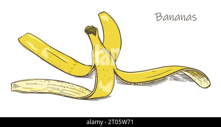 Style de croquis peau de banane. Fruits tropicaux. Illustration couleur Doodle. Isolé sur fond blanc. Vecteur. Illustration de Vecteur