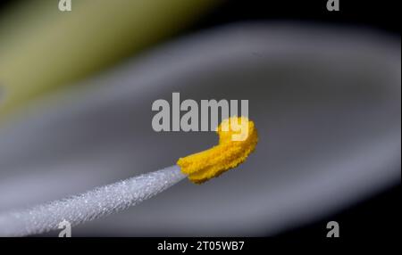 Gros plan du pollen jaune d'une anthère d'une plante d'araignée (avion) (Chlorophytum comosum). Banque D'Images