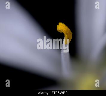 Gros plan du pollen jaune d'une anthère d'une plante d'araignée (avion) (Chlorophytum comosum). Banque D'Images