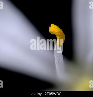 Gros plan du pollen jaune d'une anthère d'une plante d'araignée (avion) (Chlorophytum comosum). Banque D'Images