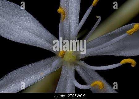 Gros plan d'une plante d'araignée (avion) (Chlorophytum comosum) Banque D'Images