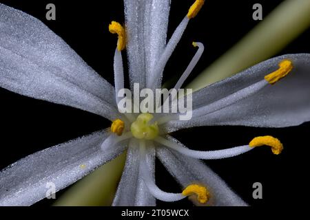 Gros plan d'une plante d'araignée (avion) (Chlorophytum comosum) Banque D'Images