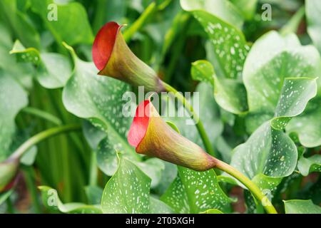 belle fleur de calla rouge gros plan sur un fond naturel vert Banque D'Images