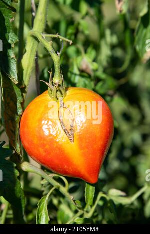 Tomate cœur hongrois mûrissant dans le jardin au soleil. Consommez des concepts locaux, de saison de récolte. Légumes maison sains imparfaits non traités Banque D'Images