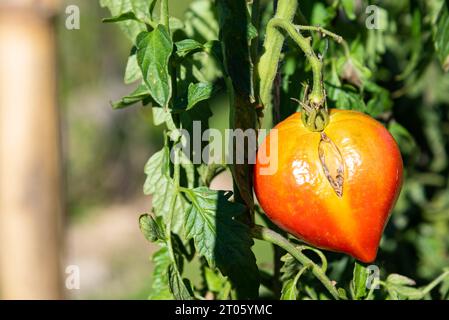 Tomate cœur hongrois mûrissant dans le jardin au soleil. Consommez des concepts locaux, de saison de récolte. Légumes maison sains imparfaits non traités Banque D'Images