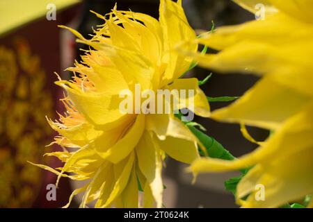 Tournesol à papier. Fleur jaune au soleil. Fleur en papier. Papier décoratif. Banque D'Images