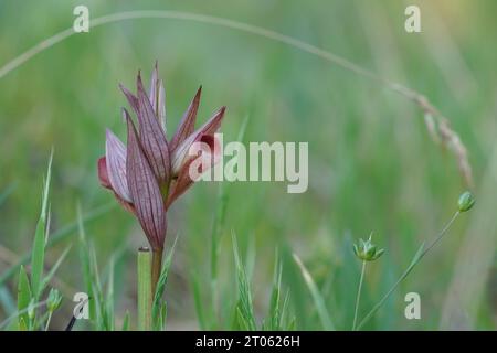 Gros plan naturel sur l'orchidée rouge à longue lèvre de la langue, Serapias vomeracea sur fond vert naturel flou Banque D'Images