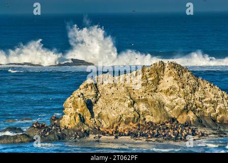 Grosses vagues qui s'écrasent au récif Simpson et colonie d'otaries de Californie sur des rochers au cap Arago, près de Charleston, Oregon, États-Unis Banque D'Images