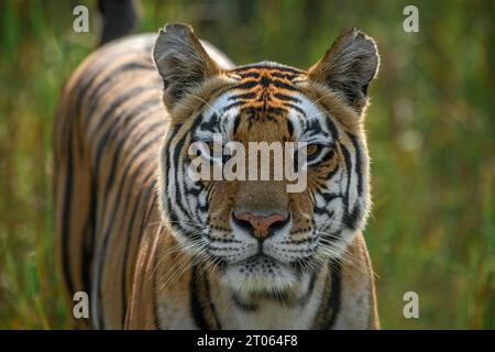 Portrait rapproché d'une tigresse du parc national de Kanha, en Inde montrant les détails fins sur le visage et ses yeux uniques Banque D'Images