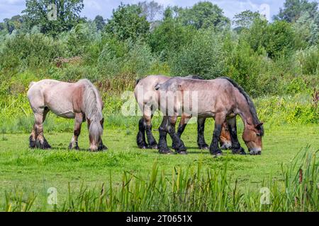 Chevaux de trait belges / Belgisch Trekpaard / trait belge pâturage dans la réserve naturelle Bourgoyen-Ossemeersen près de Gand en été, Flandre orientale, Belgique Banque D'Images