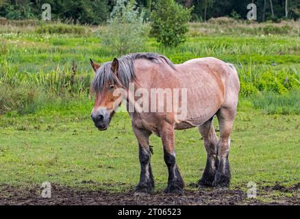 Cheval de trait belge / Belgisch Trekpaard / trait belge dans la réserve naturelle Bourgoyen-Ossemeersen près de Gand en été, Flandre orientale, Belgique Banque D'Images
