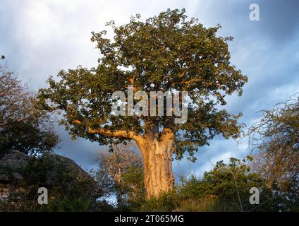 La lumière de fin d'après-midi fait briller l'écorce lisse d'un ancien Baobab comme du métal. Ces arbres poussent dans des endroits secs de basse altitude. Ils sont légendaires et o Banque D'Images