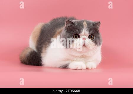 beau chat exotique shorthair se trouve sur fond de studio rose. Crème de couleur bicolore avec gris Banque D'Images