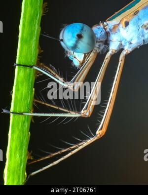 image macro extrême de la mouche blue damsel Banque D'Images