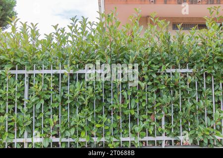 Contraste de la nature : Photinia glabra Bush en face du bâtiment moderne. Banque D'Images