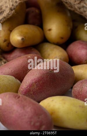 Pommes de terre rouges et jaunes en gros plan. Banque D'Images