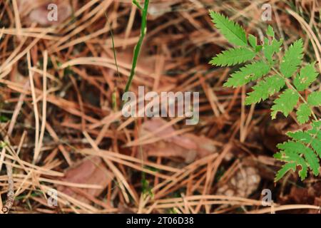 Gros plan petit rowan (Sorbus aucuparia) germe avec des feuilles rouges et jaunes en automne Banque D'Images