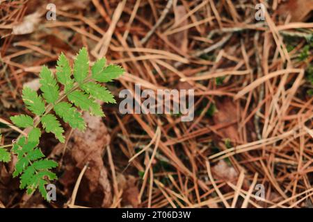 Gros plan petit rowan (Sorbus aucuparia) germe avec des feuilles rouges et jaunes en automne Banque D'Images