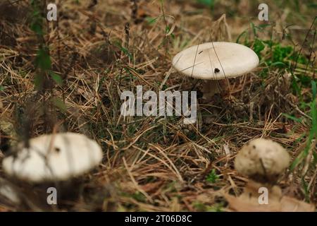 Amanita phalloides dangereuses, communément connue sous le nom de la mort Banque D'Images