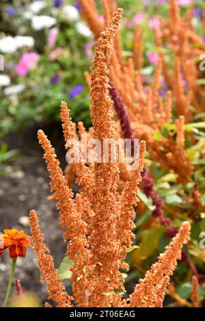 Belles fleurs jaunes d'amarante dans un jardin d'été coloré. Amaranthus. Fleurs jaunes juteuses. Banque D'Images