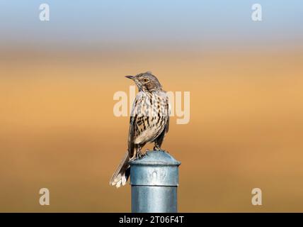 Un oiseau Thrasher des sauges regardant un champ de prairie ouvert. Banque D'Images