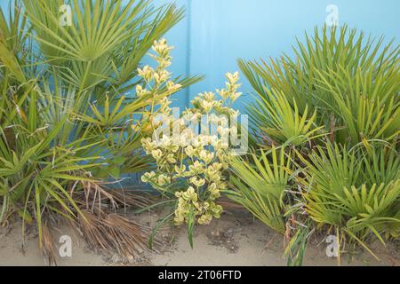 Euonimus japonicus aureus plante dans le jardin avec un fond de mur bleu et des palmiers. Banque D'Images