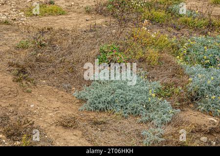 Santa Cruz Island, CA, USA - 14 septembre 2023 : détail, tache verte avec plusieurs fleurs jaunes entourées d'herbe sèche verte et de saleté Banque D'Images