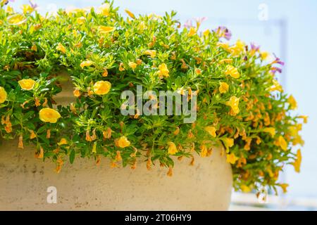 Un grand pot de fleurs en plein air éclate avec une profusion de fleurs colorées de pétunia de jardin, créant un affichage vibrant et enchanteur Banque D'Images