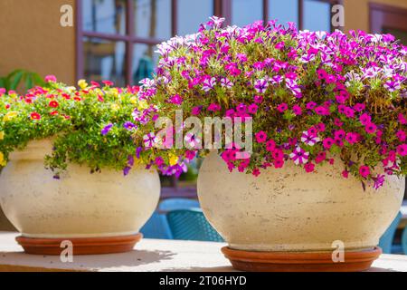 Un grand pot de fleurs en plein air éclate avec une profusion de fleurs colorées de pétunia de jardin, créant un affichage vibrant et enchanteur Banque D'Images