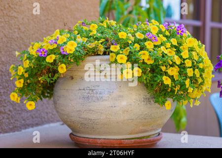 Un grand pot de fleurs en plein air éclate avec une profusion de fleurs colorées de pétunia de jardin, créant un affichage vibrant et enchanteur Banque D'Images